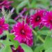 2116_7613_Phlox_Gisele_Dark_Red_Star_2.JPG