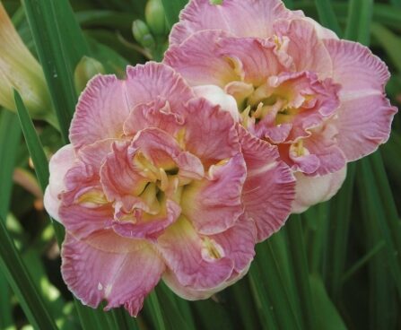 2119_7191_Hemerocallis_Lacy_Doily_Photo_Darwinplants.jpg