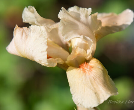 2151_8670_Iris_germanica_Firebreather.JPG