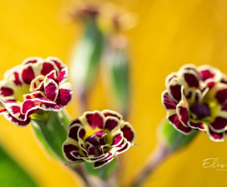 2157_10002_Primula_Elizabeth_Killelay__priimula.jpg