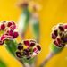 2157_10002_Primula_Elizabeth_Killelay__priimula.jpg