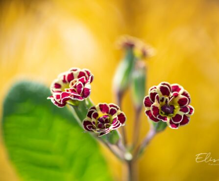 2157_10004_Primula_Elizabeth_Killelay__priimula_2.jpg