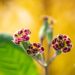 2157_10004_Primula_Elizabeth_Killelay__priimula_2.jpg