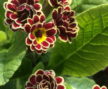 2157_9479_Primula_Elizabeth_Killelay-3-D.jpg