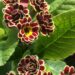 2157_9479_Primula_Elizabeth_Killelay-3-D.jpg