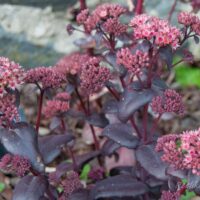 2160_7861_Sedum_telephium_Bon_Bon_.JPG