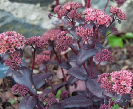 2160_7861_Sedum_telephium_Bon_Bon kukehari_.JPG