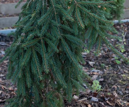 182_6613_Picea_abies_Frohburg.JPG