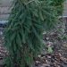 182_6613_Picea_abies_Frohburg.JPG