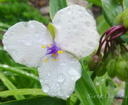 2164_7343_Tradescantia_andersoniana_Osprey__2.JPG