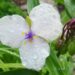 2164_7343_Tradescantia_andersoniana_Osprey__2.JPG