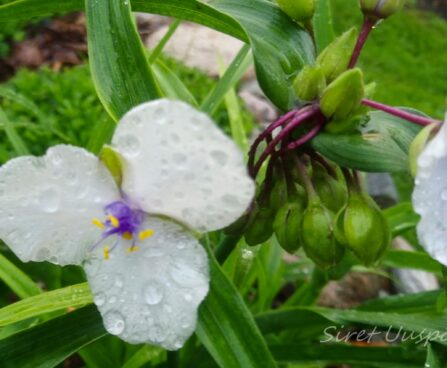 2164_7344_Tradescantia_andersoniana_Osprey_.JPG
