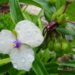 2164_7344_Tradescantia_andersoniana_Osprey_.JPG
