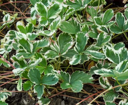 2181_4470_Fragaria_variegata-2.jpg