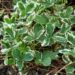 2181_4470_Fragaria_variegata-2.jpg