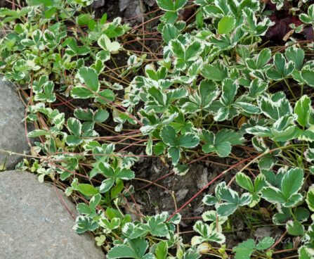 2181_4471_Fragaria_variegata.jpg