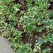 2181_4471_Fragaria_variegata.jpg