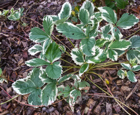 2181_7352_Fragaria_x_ananassa_Variegata.JPG