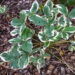 2181_7352_Fragaria_x_ananassa_Variegata.JPG
