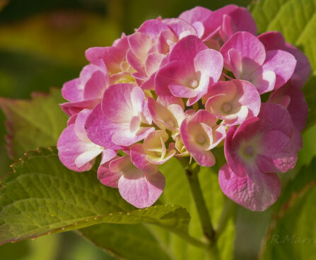 Hydrangea hortensia