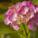 Hydrangea hortensia