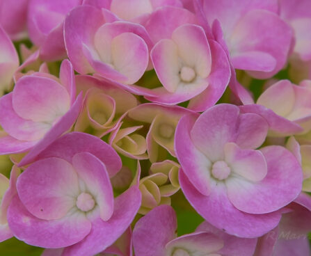 Hydrangea hortensia