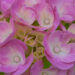 Hydrangea hortensia