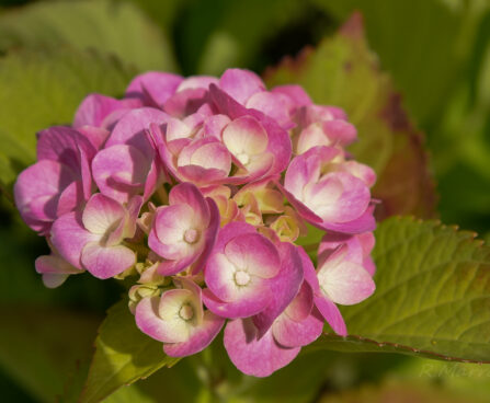 Hydrangea hortensia