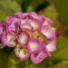 Hydrangea hortensia