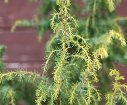 2209_7003_Juniperus_communis_Schneverdinger_Goldmachangel_2.JPG