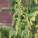 2209_7003_Juniperus_communis_Schneverdinger_Goldmachangel_2.JPG