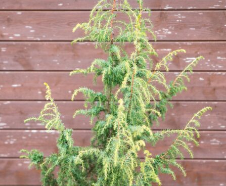 2209_7004_Juniperus_communis_Schneverdinger_Goldmachangel.JPG