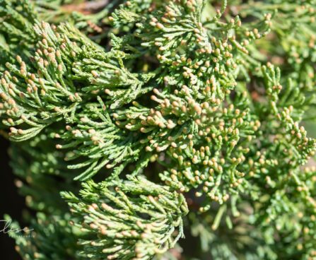 2214_9837_Juniperus_horizontalis_Jade_River__roomav_kadakas_2.jpg