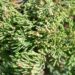 2214_9837_Juniperus_horizontalis_Jade_River__roomav_kadakas_2.jpg