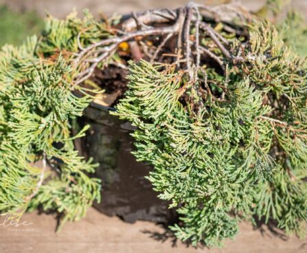 2214_9838_Juniperus_horizontalis_Jade_River__roomav_kadakas.jpg
