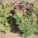 2214_9838_Juniperus_horizontalis_Jade_River__roomav_kadakas.jpg