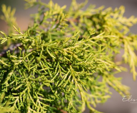 2216_9845_Juniperus_media_Golden_Saucer_keskmine_kadakas..jpg