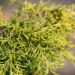 2216_9845_Juniperus_media_Golden_Saucer_keskmine_kadakas..jpg