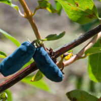 2219_7759_Lonicera_kamtschatica_Morena_kuslapuu_3.JPG