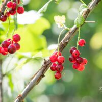 2226_10385_Ribes_rubrum_Jonkheer_van_Tets_punane_sostar_2.jpg
