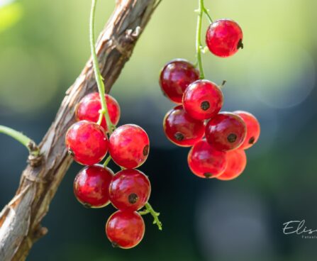 2226_10386_Ribes_rubrum_Jonkheer_van_Tets_punane_sostar.jpg