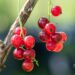 2226_10386_Ribes_rubrum_Jonkheer_van_Tets_punane_sostar.jpg