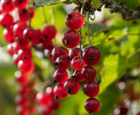 2226_6435_Ribes_rubrum.JPG