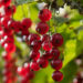 2226_6435_Ribes_rubrum.JPG