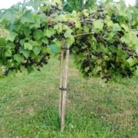 2227_7331_Ribes_nigrum_Titania_PA_2.JPG