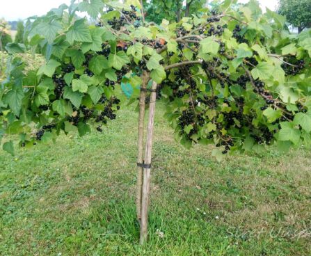 2227_7331_Ribes_nigrum_Titania_PA_2.JPG