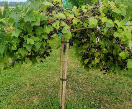 2227_7332_Ribes_nigrum_Titania_PA.JPG
