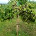 2227_7332_Ribes_nigrum_Titania_PA.JPG