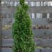 2230_6614_Thuja_occidentalis_Degroots_Spire__2.JPG