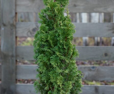 2230_6615_Thuja_occidentalis_Degroots_Spire_.JPG
